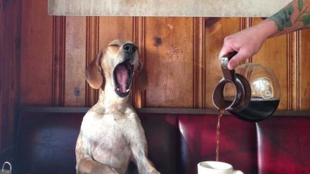 Coffee dogs yawns wallpaper