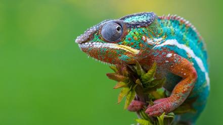 Colorful chameleon pictures wallpaper