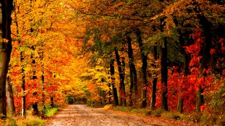 Country road autumn wallpaper