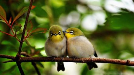 Cute birds wallpaper