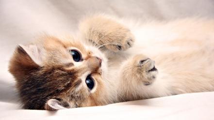 Cute kitten sleeping wallpaper