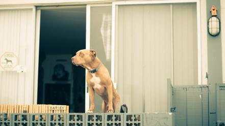 Dogs window panes pitbull wallpaper