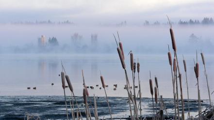 Earth cattails fog landscapes nature wallpaper