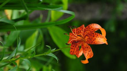 Flowers plants tiger lillies spotted lilies orange wallpaper