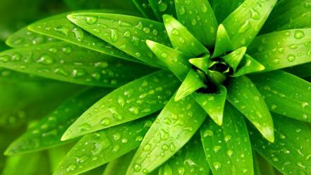 Green plants water drops wallpaper