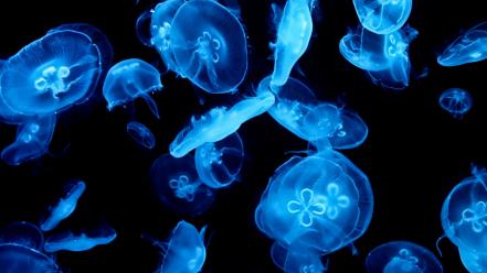 Jellyfish underwater wallpaper