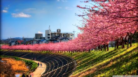 Landscapes nature trees spring (season) flowered wallpaper