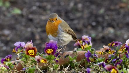 Nature flowers birds robins wallpaper