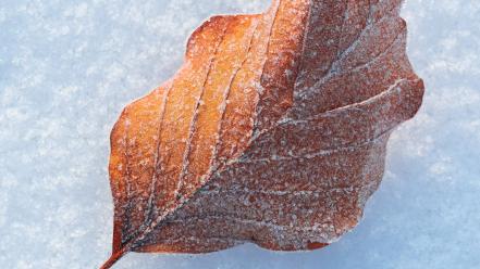 Nature snow leaves macro wallpaper