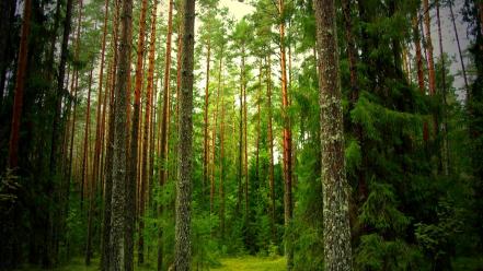 Pine forest background wallpaper