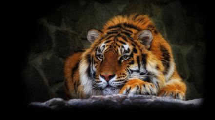 Predator animals tigers wildlife wallpaper