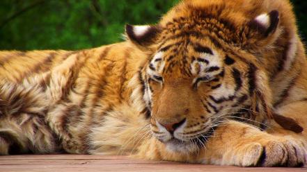 Sleeping tiger pictures wallpaper