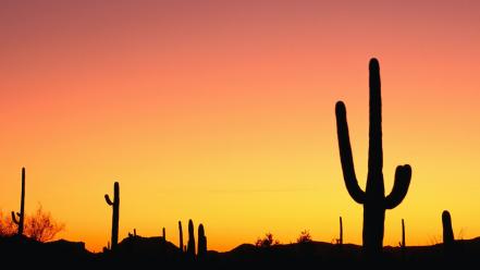 Sunrise cactus wallpaper