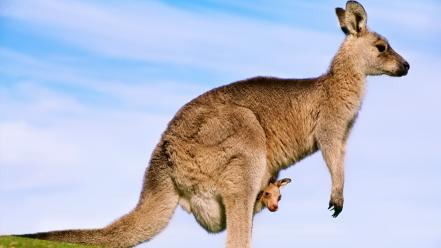 Animals baby kangaroos nature wallpaper