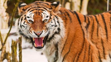 Animals beasts tigers wild wallpaper