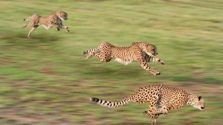 Animals cheetahs nature speed wallpaper