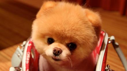 Animals dogs pets pomeranian pet boo wallpaper