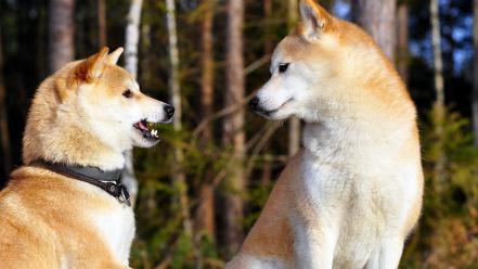 Animals dogs shiba inu wallpaper