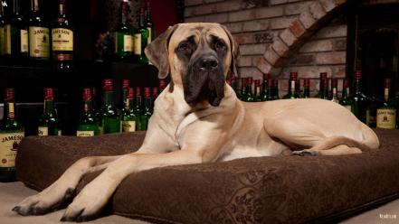 Animals dogs wine wallpaper