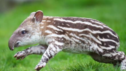 Animals grass jumping tapirs wallpaper