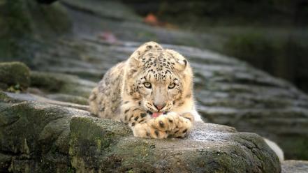 Animals snow leopards wallpaper