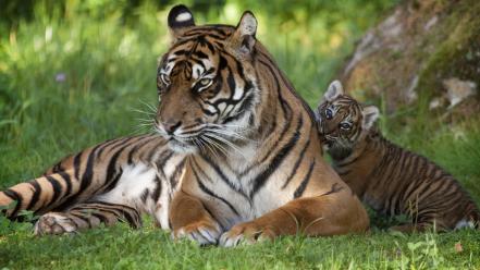 Animals tigers cubs baby wallpaper