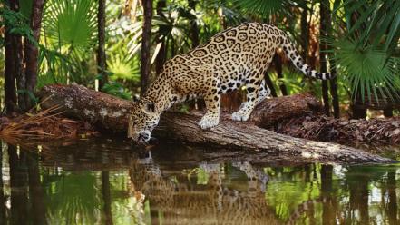 Belize jaguar jaguars wildlife wallpaper