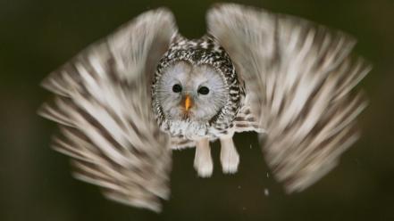 Birds national geographic owls motion blur flight wallpaper