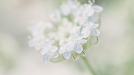 Flowers depth of field pastels wallpaper