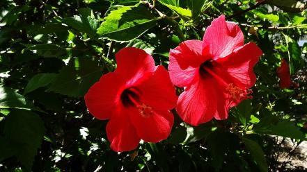 Flowers green hibiscus nature plants wallpaper