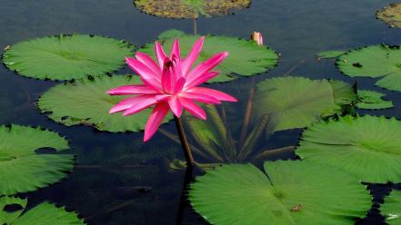Flowers lily pads pink water lilies wallpaper