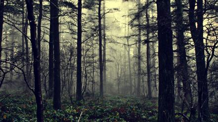 Fog forests mist nature trees wallpaper