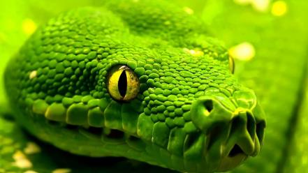 Green nature animals snakes wallpaper