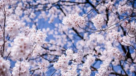 Japan cherry blossoms depth of field flowers matsumoto wallpaper