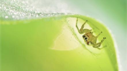 Macro jumping spider wallpaper