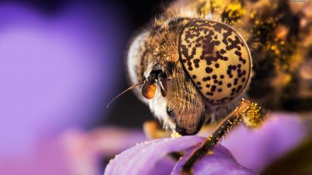 Nature animals wasp bees pollen wallpaper