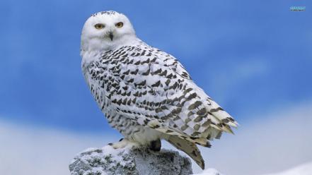 Nature birds animals owls snowy owl wallpaper