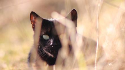 Nature cats animals black cat hunter hunting wallpaper