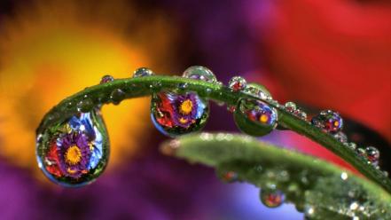 Nature flowers leaves water drops reflections bing wallpaper