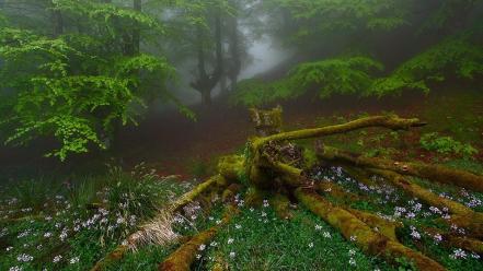 Nature trees flowers forests grass fog morning wallpaper