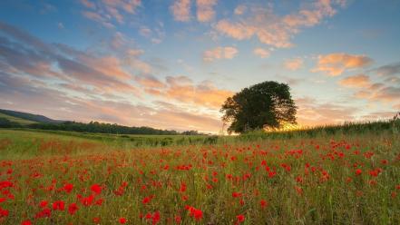 Plymouth fields flowers plains poppies wallpaper