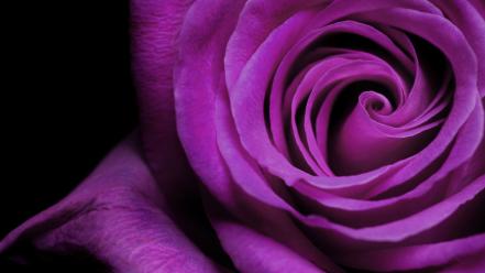Purple rose flower wallpaper