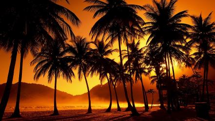 Sunset palm trees wallpaper