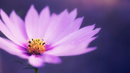 Water nature flowers drops purple blurred background wallpaper