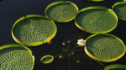 Water nature lily pads lotus flower wallpaper