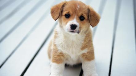 Animals baby dogs puppies wallpaper