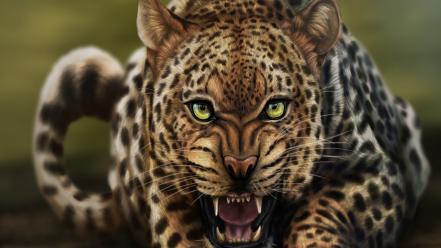 Animals big cats leopards wallpaper