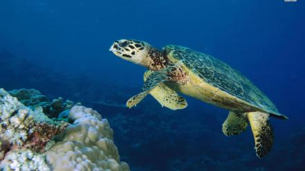 Animals coral reef nature sea turtles wallpaper