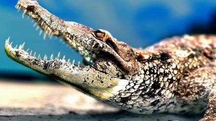 Animals crocodiles mouth sharp teeth wallpaper