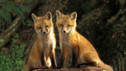 Animals cubs foxes wallpaper